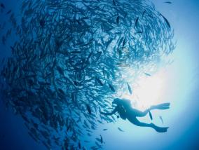 大渔场：海参的热泡法和冷水发泡法